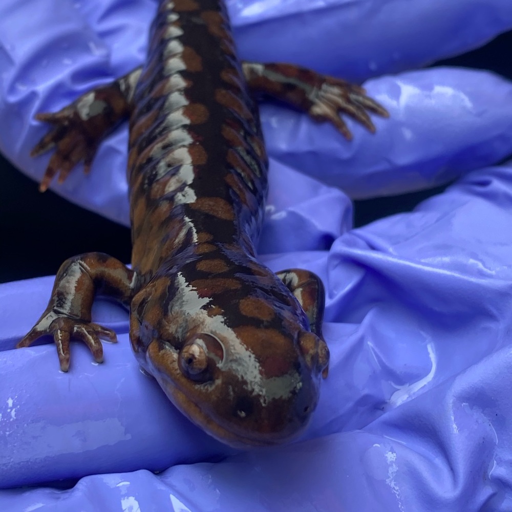 Meet your Posher, Stefanie